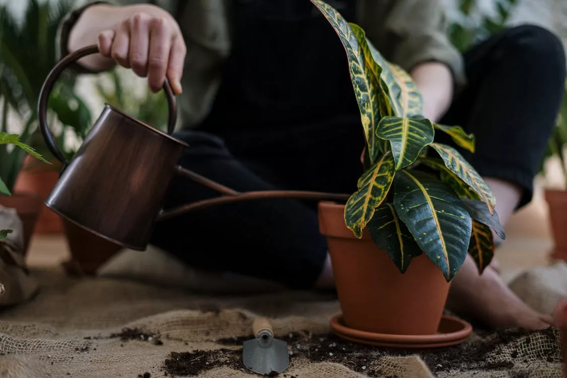 Flower Gardening