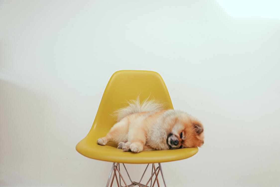 Fluffy Dog on Chair