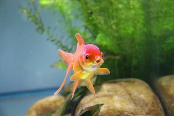 Unique and Unusual Pet Fish Types You’ve Never Heard Of