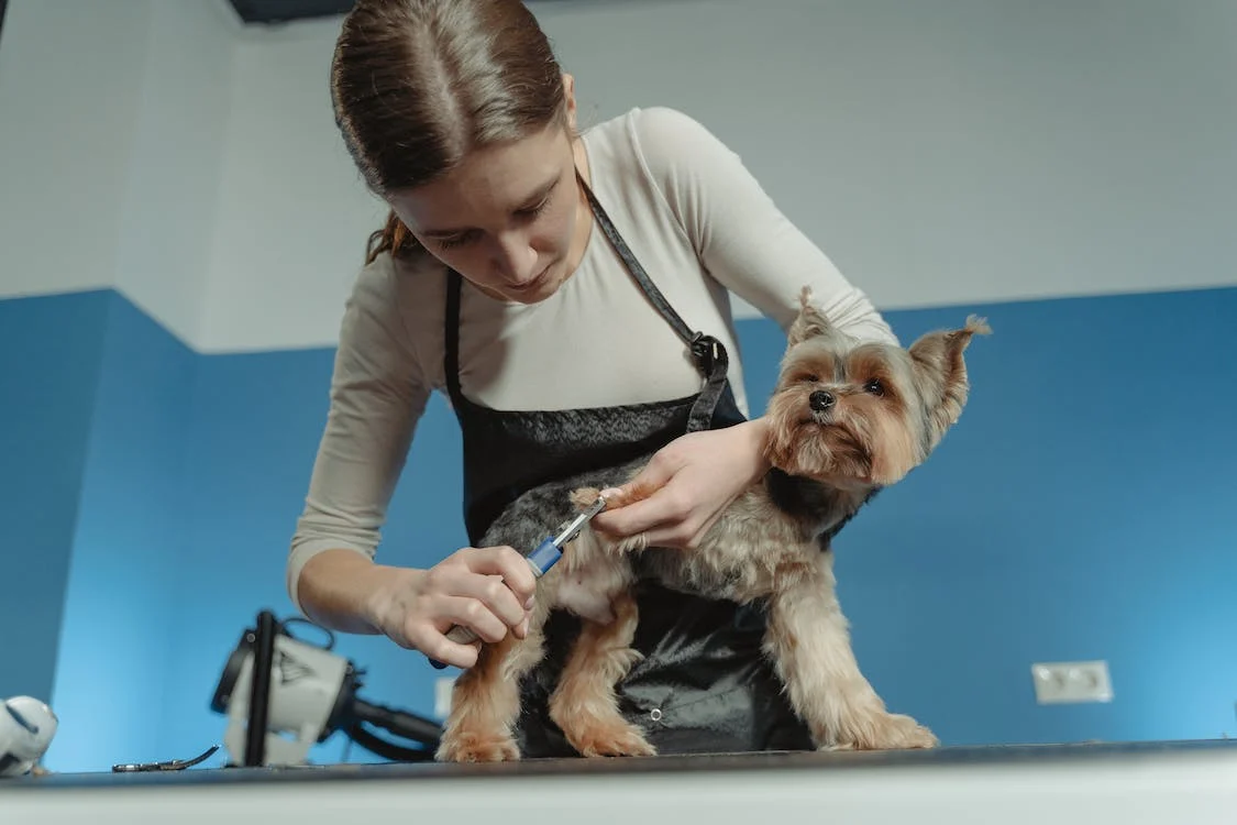The Impact of Experience and Location on Your Pet Groomer Salary