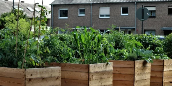 Raised-Garden-Bed