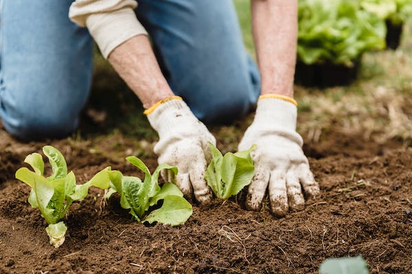 Vegetable Gardening